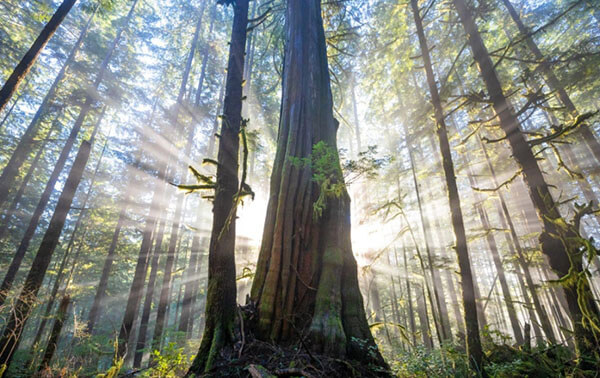 medio ambiente impacto positivo