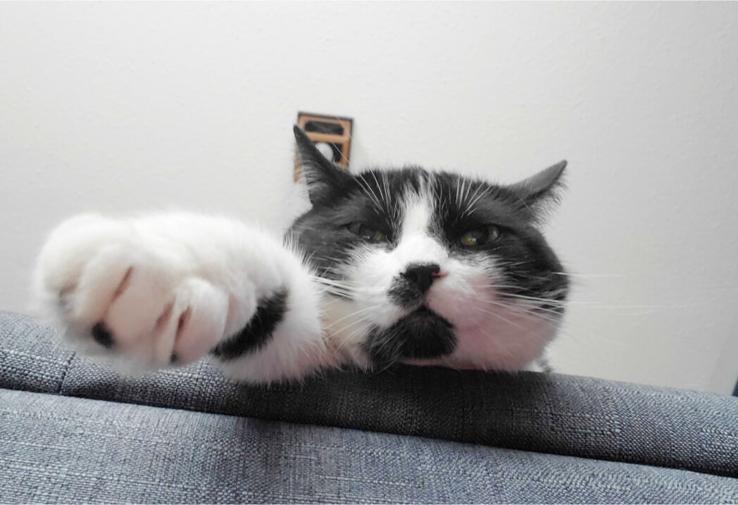 Black and white cat reaching to camera with paw