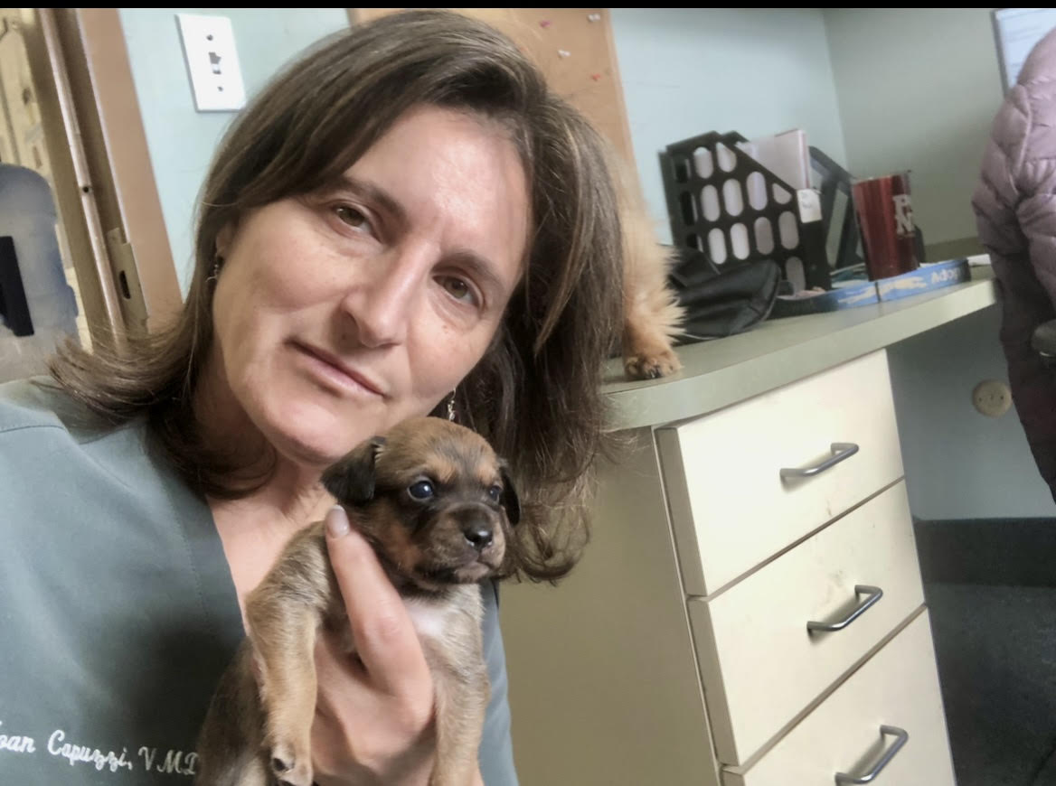vet holding a tiny puppy