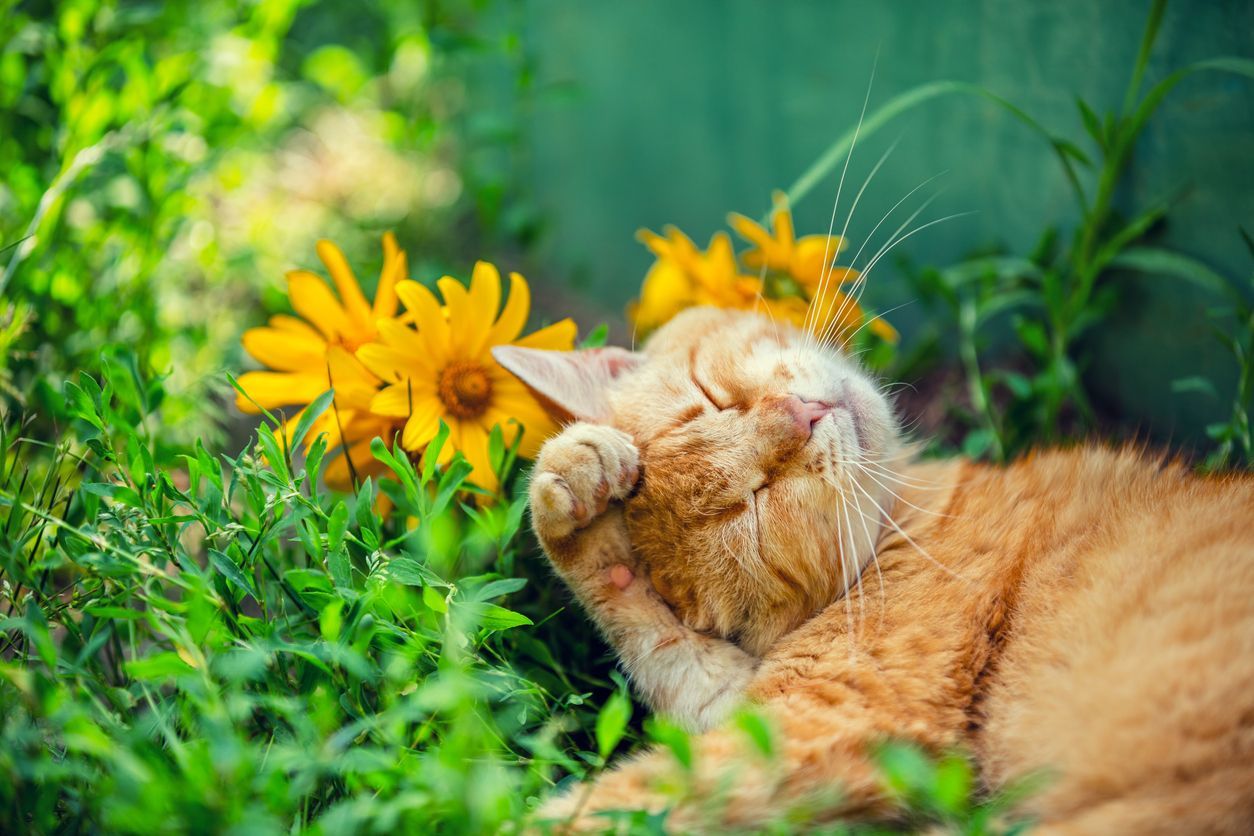 How to prevent your cat’s seasonal allergies - cat sleeping in a garden