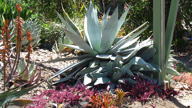 mediterranean garden with drough hardy plants