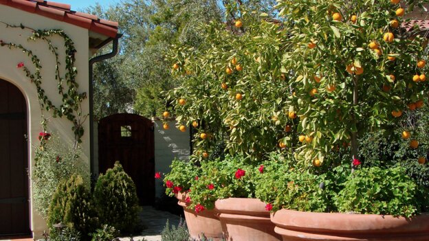 mediterranean garden with lemon trees