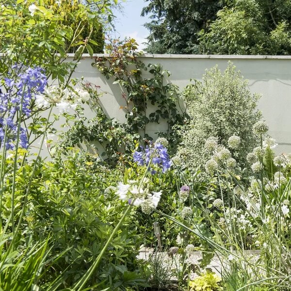 small garden with long flowering plants