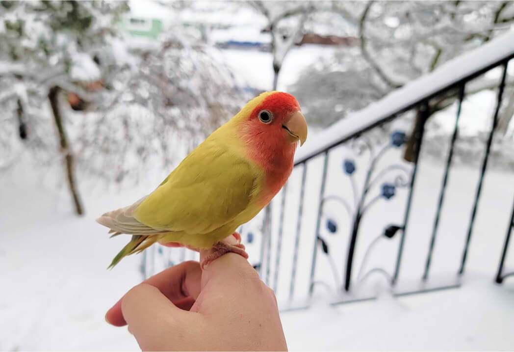 Little yellow and red bird standing on woman’s hand