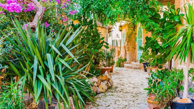 mediterranean garden with potted plants