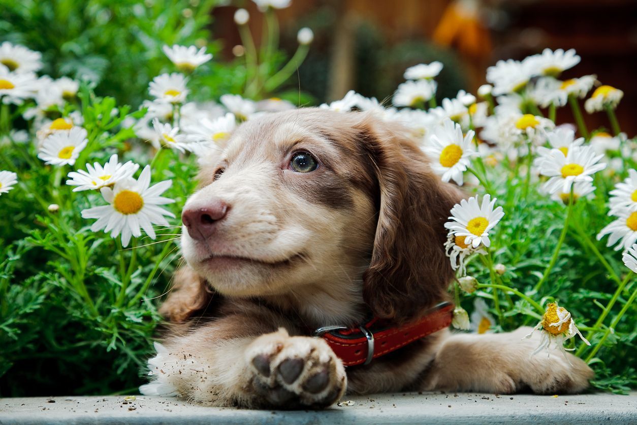 How to prevent your dog’s seasonal allergies - puppy in a flowerbed 
