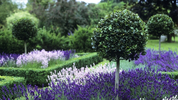 mediterranean garden with structured hedges